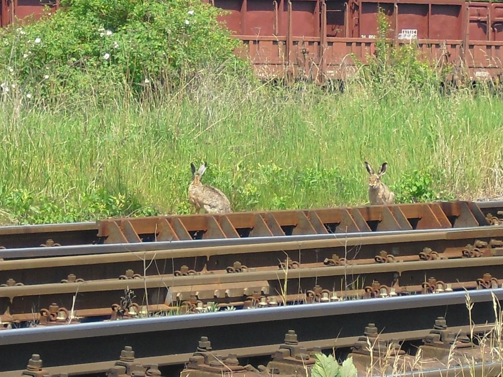 Diese beiden warteten mit mir am 09.06.10 in Trsnice auf die Zge:) 


