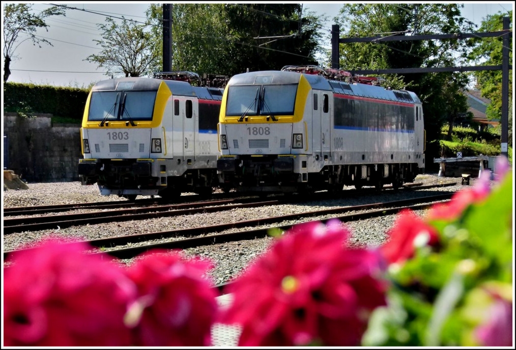 Durch die Blume gesehen, sonnten sich die beiden Siemens Eurosprinter 1803 und 1808 am 20.08.2011 im Bahnhof von Welkenraedt. (Jeanny) 