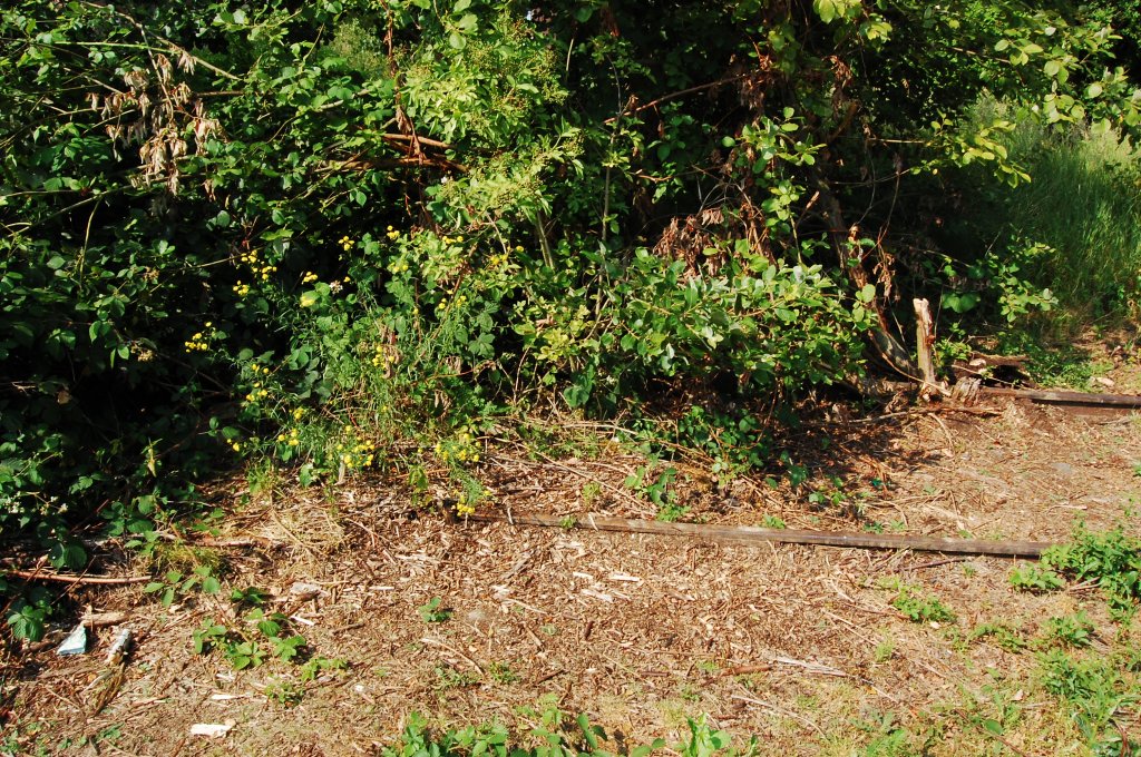 Ehemaliges Zufahrtsgleis in ein Fabrikgelnde am Bahnhof Dlken, auch hier ist die Natur strker und erobert sich zurck was ihr einst abgerungen wurde. 4.7.2010