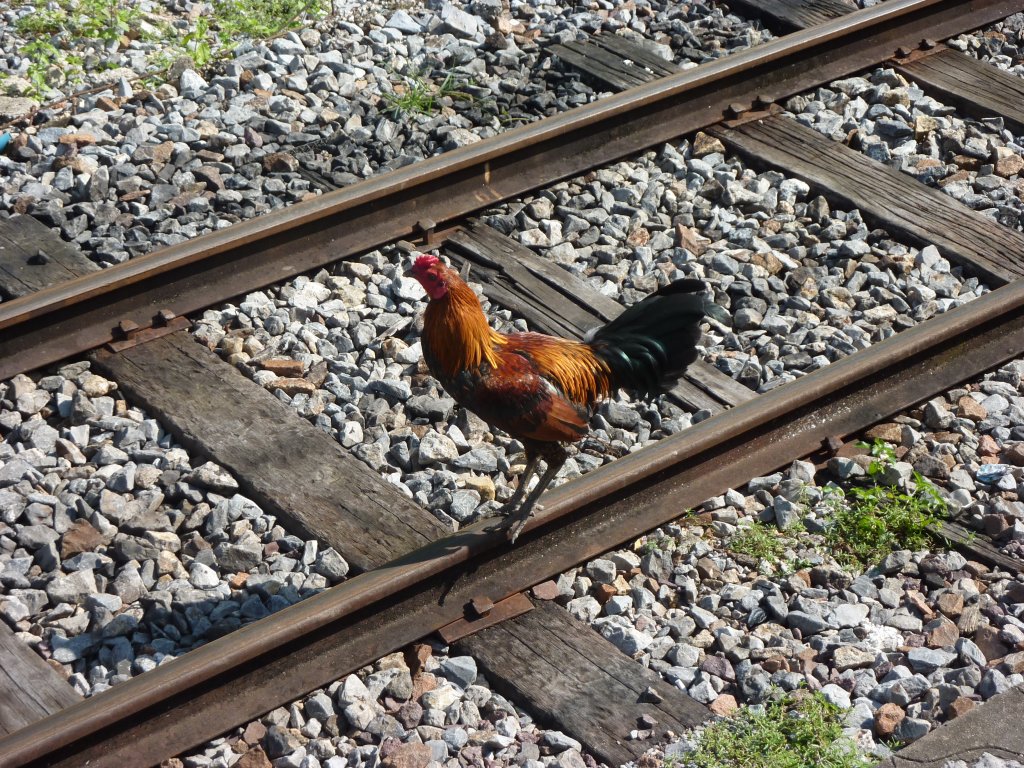 Ein Hahn irgendwo auf einem Ausweichgleis zwischen Bangkok und Chiang Mai am 06.12.2012.