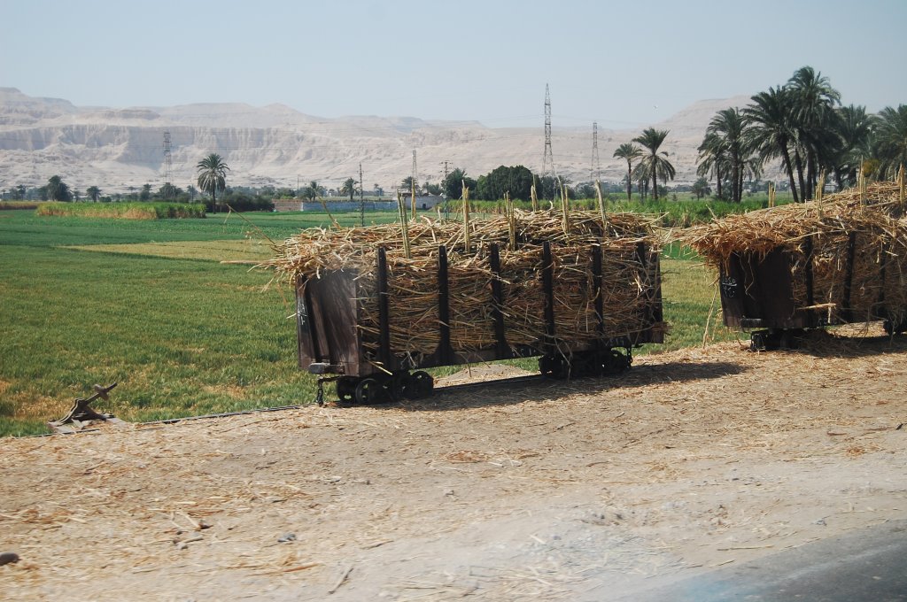 Ein mit Zuckerrohr vollgeladener Wagon in Luxor. Bild entstand aus einem fahrenden Bus.