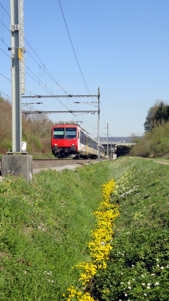 Ein NPZ befindet sich am 08.04.11 zwischen Sursee und St. Erhard. Die Sumpfdotterblumen bringen etwas Farbe ins Bild.
