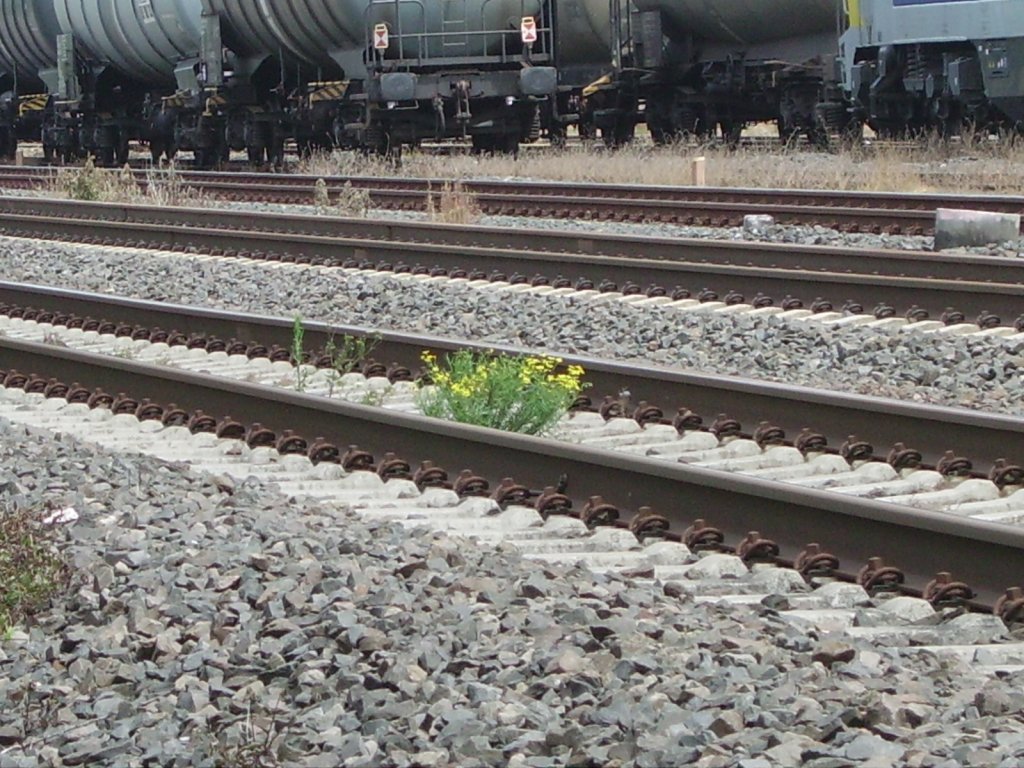 Ein paar Blumen wachsen in Mainz im Gleis am 14.06.11