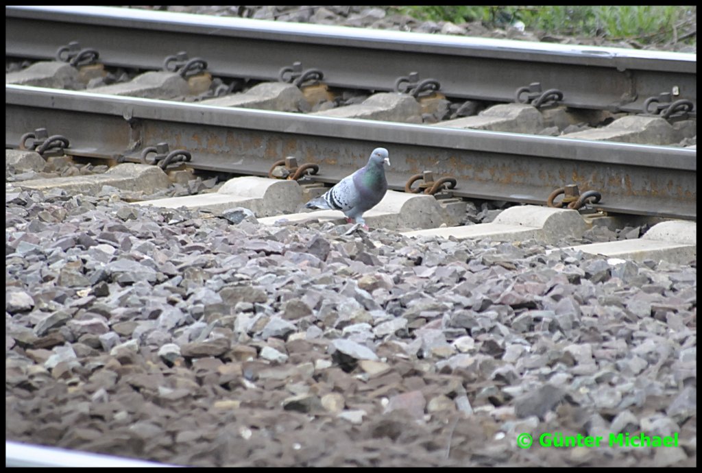 Ein Tubchen in der Gleisanlage von Lehrte, am 13.05.2010.