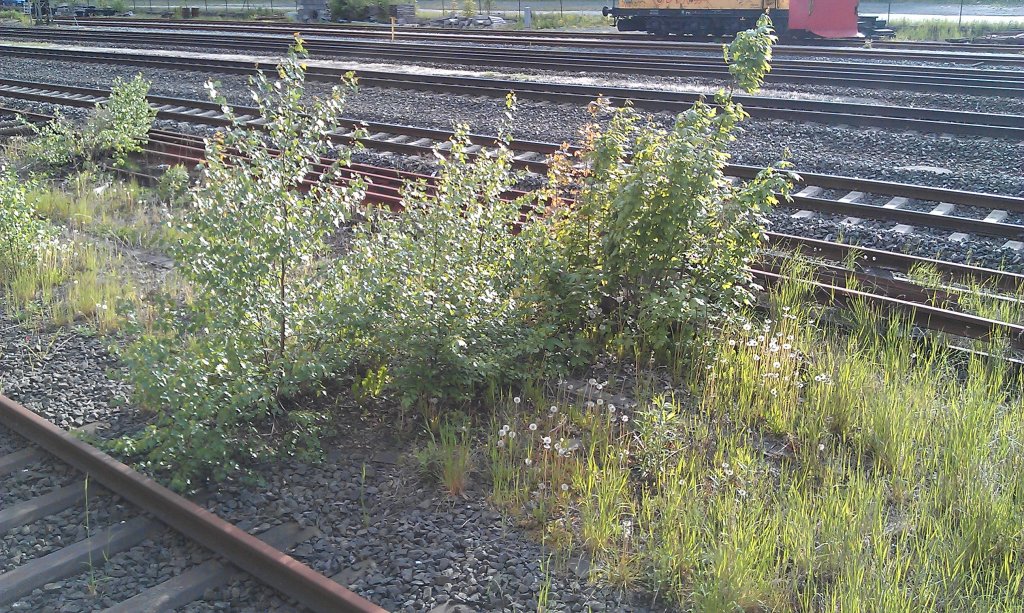 Ein trauriger Zustand. Das zweite Gleis ist schon vllig zugewachsen. Die Strucher werden auch immer grer. 