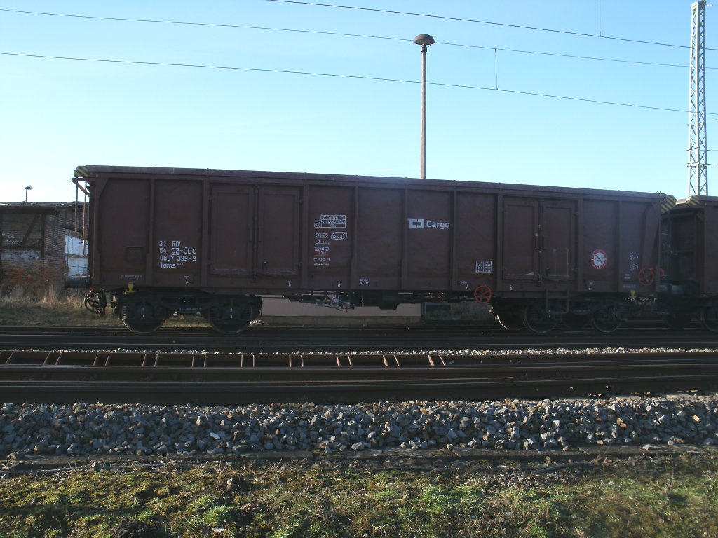 Ein Tschechischer Tams,am 03.M�rz 2013,in Bergen/R�gen.