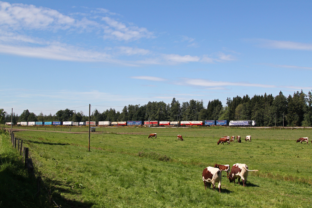 Ein Zebra inmitten von Khen. (185 663 am 28.08.2012 bei bersee).