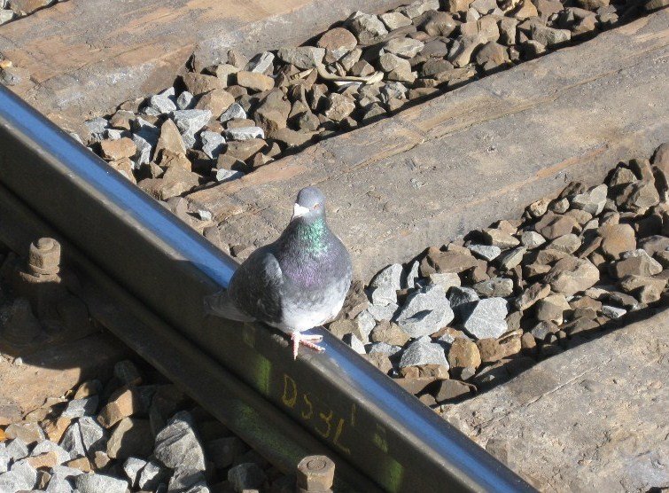 Ein  Zugvogel  wartet auf die nchste Bahn.