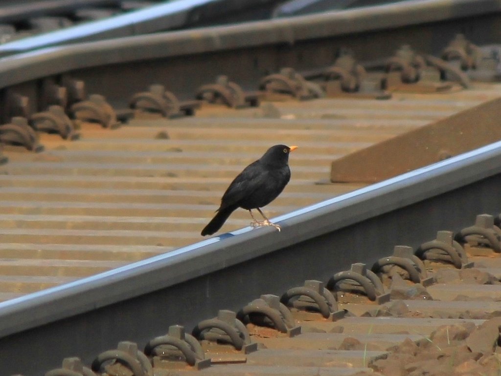 Eine Amsel am 27.04.2011 auf einer Weiche in Aachen West.