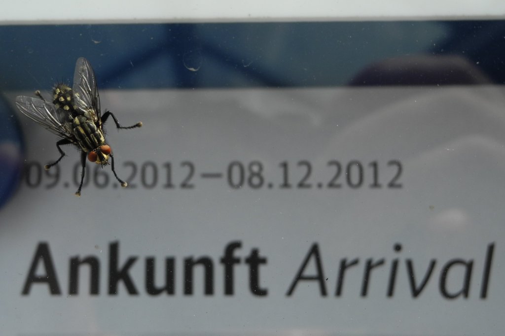 Entschulgsen mal, Frhlein. Ist der ICE aus Frankfurt heute pnklich? So gesehen am gestrigen Tage in Regensburg