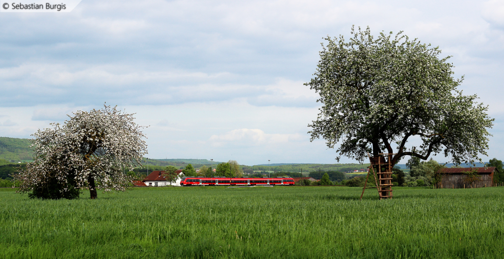 Es blht im Frankenland: Ein Triebwagen der BR 442 ist am 10.05.2013 als Verstrker-RE nach Coburg bei Strullendorf unterwegs.