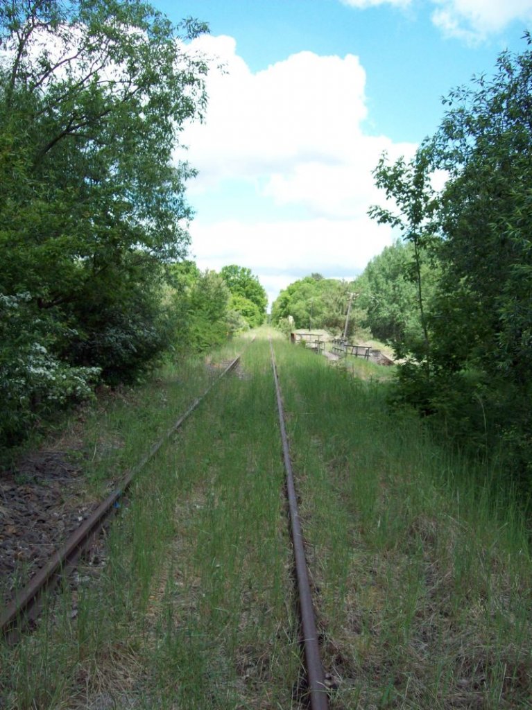 ex KBS 296 Angermnde-Bad Freienwalde, stillgelegt seit 1997, am 12.05.2009, Blickrichtung Angermnde