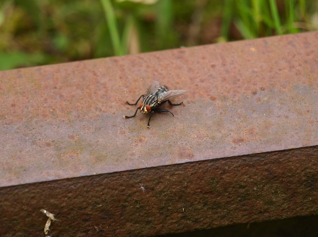 Fette fiese Fliege auf einer Schiene am Aachener Westbahnhof