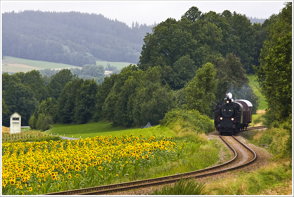 Fotodampfzug Z91148 (Hausruck-Attnang-Puchheim) mit 77.28 rollt nahe der Hst. Wolfsh�tte dem Endbahnhof entgegen.
