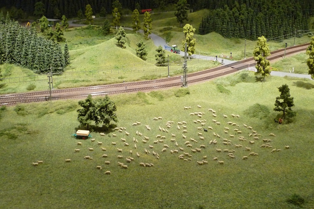 Groe Schafherde auf der Schwarzwald-Modellbahn, 3.10.11 
