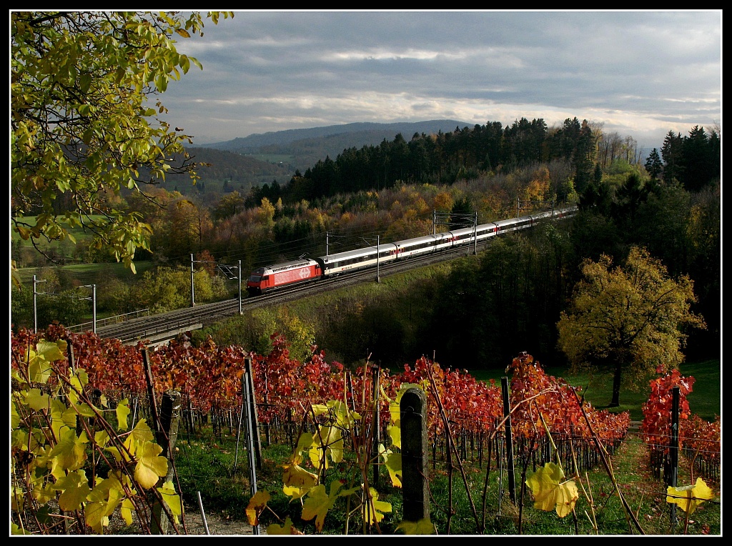 Herbst am Bzberg II.
Re460 von Frick Richtung Brugg.  Oktober 2008
