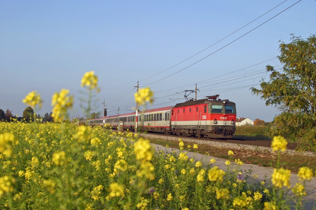 Im Abendlicht fhrt 1144.240 mit EC-159 kurz vor Wr.Neustadt sdwrts. 25.10.12