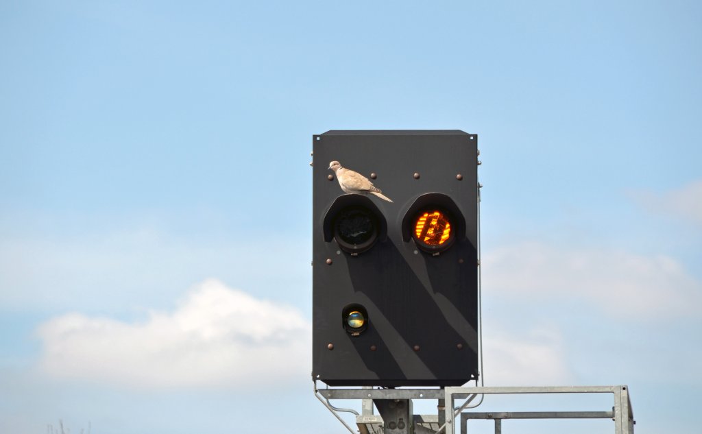Im Bahnhof Ilsenburg setzt die DB neuerdings zur Signalberwachung gefiedertes Personal ein. Am 20.04.13 berwacht eine Taube ein Vorsignal.