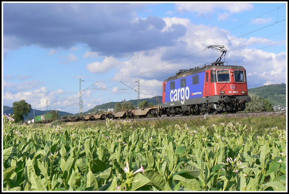 Im Tabakfeld zu Ltzelsachsen wurde am 16.08.2007 die 421 390 mit ihrem Gterzug verhaftet.