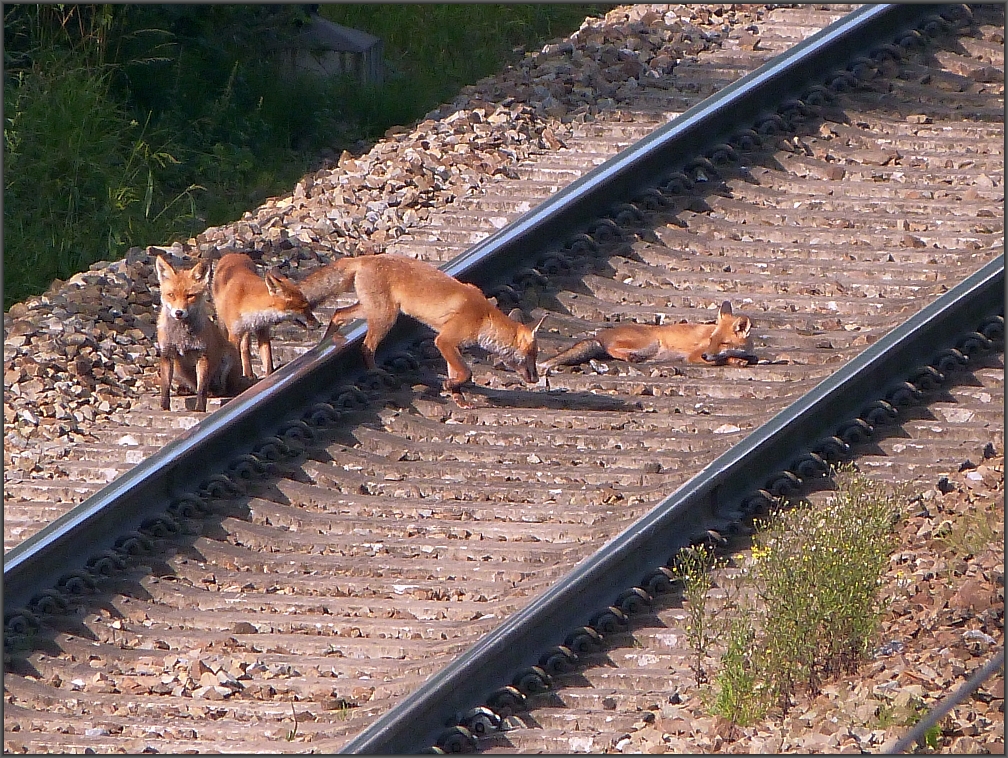 Kein Zug in Sicht. Diese Fuchsfamilie macht es sich einfach mal im Gleisbett 
gemtlich.Der sitzende Fuchs geht gleich noch auf eine kleine Entdeckungstour.
Dazu mehr im spteren Bild das folgen wird. 
Location: Botzelaer/Belgien,August 2012.