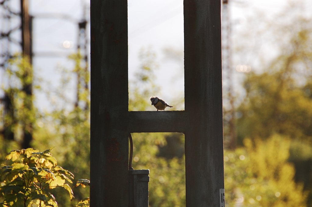 Kohlmeise sitzt in/auf einem Oberleitungsmast.