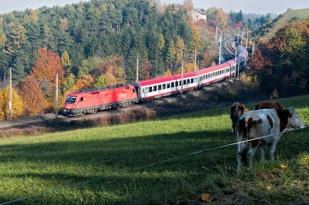 Kuh und Ox ... kurz nach Eichberg. OIC 652 fhrt am 01.11.2011 von Graz nach Wien Meidling.