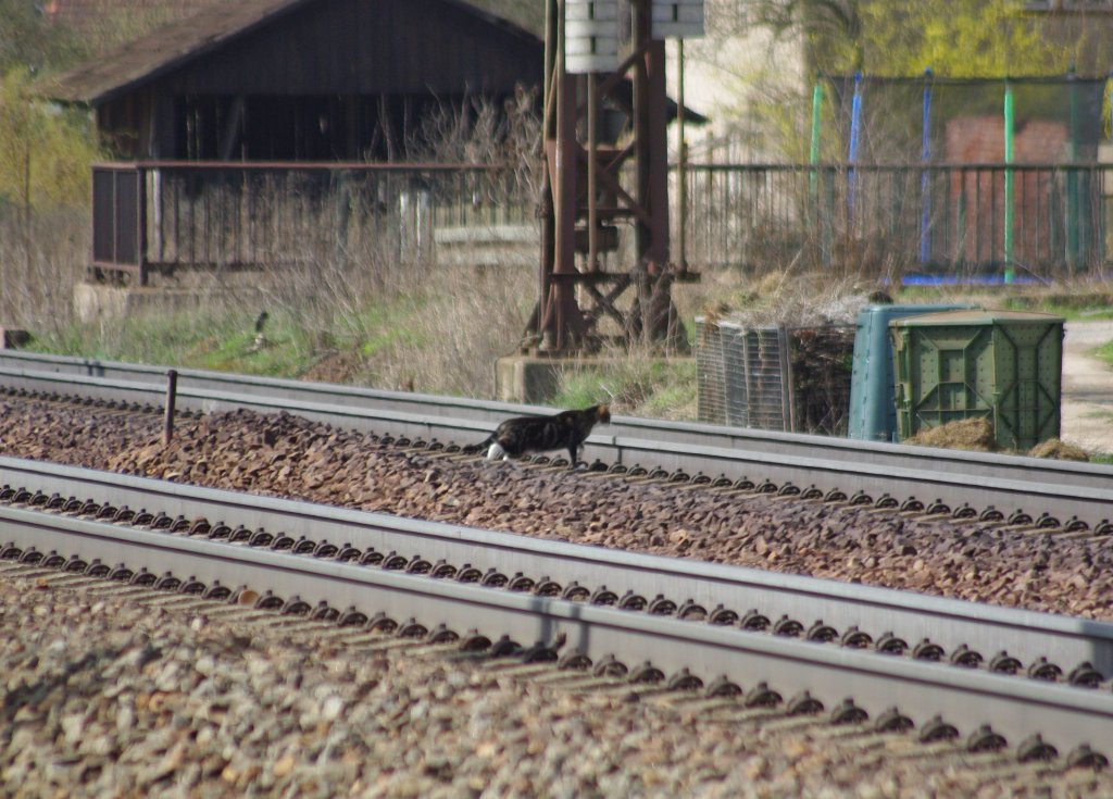 Links schauen, rechts schauen, nochmal links und dann schnell rber. Gesehen am 01.04.2010 in Eisenach.