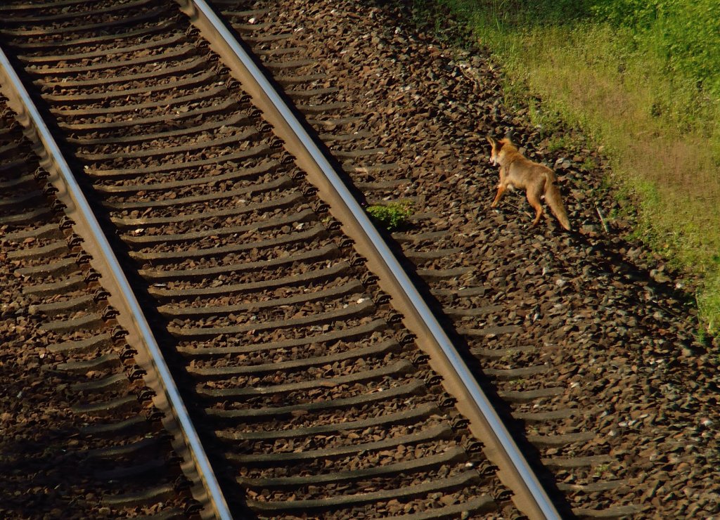 Luftbild eines Fuchses an der Kbs 705, Meister Reinecke trollt sich, da er die nahende RE1 schon hren kann. Das Foto entstand nahe des 1879 geschlossenen Bahnhofs von Neckarelz. Mittwoch 8.5.2013