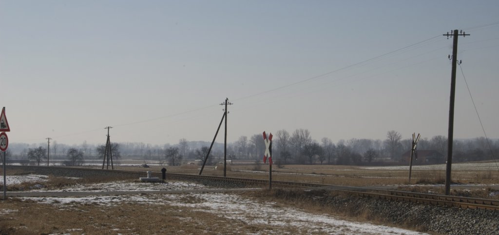 Musebussard auf dem 2. Telegrafenmasten in Dottenheim.