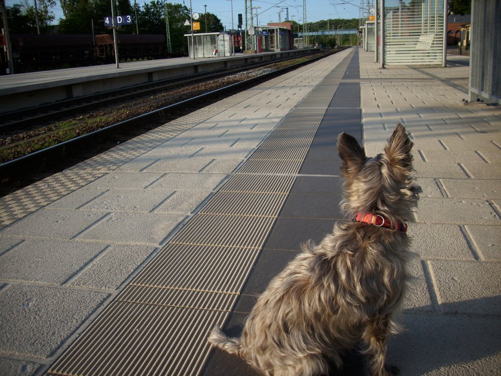 Mit Spannung wartete Strolch auf die Angesagte Durchfahrt eines Zuges.