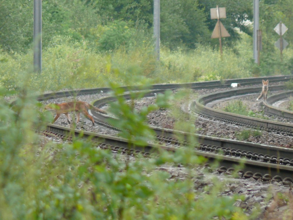 Nach dem Gewitter schlichen pltzlich 2 Fchse ber die Gleise auf der Suche nach Essbarem. Hier aufgenommen am 28/07/2010 in Gemmenich/Botzelaer.
