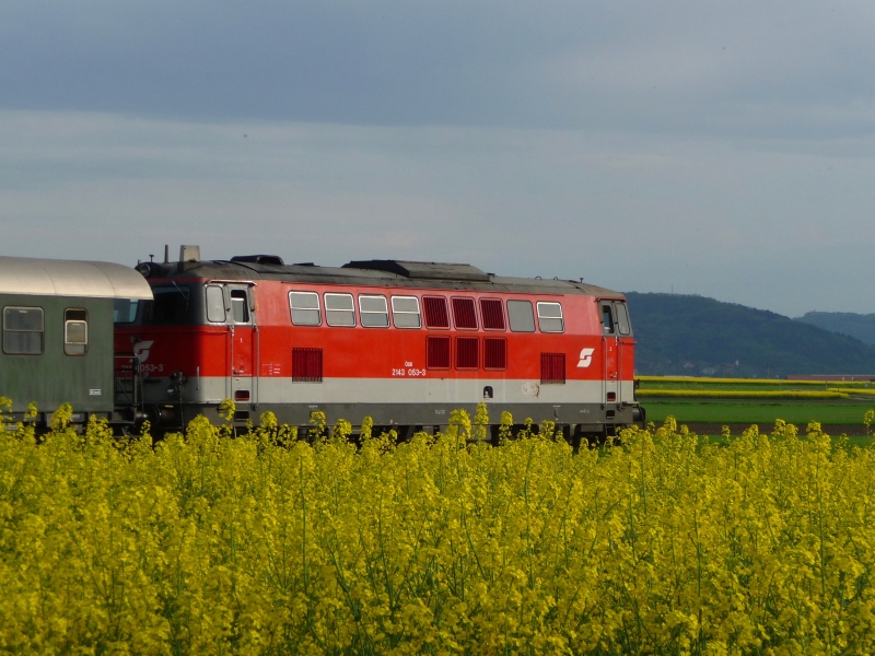 Nachschuss der 2143 053-3  im  blhenden Raabsfeld bei Harmannsdorf. (01.05.2010)