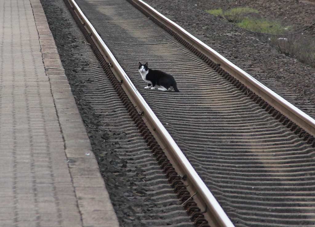Nordfriesische Gleiskatze. Gesehen in Jbeck. Aufgenommen am 11.04.2012.