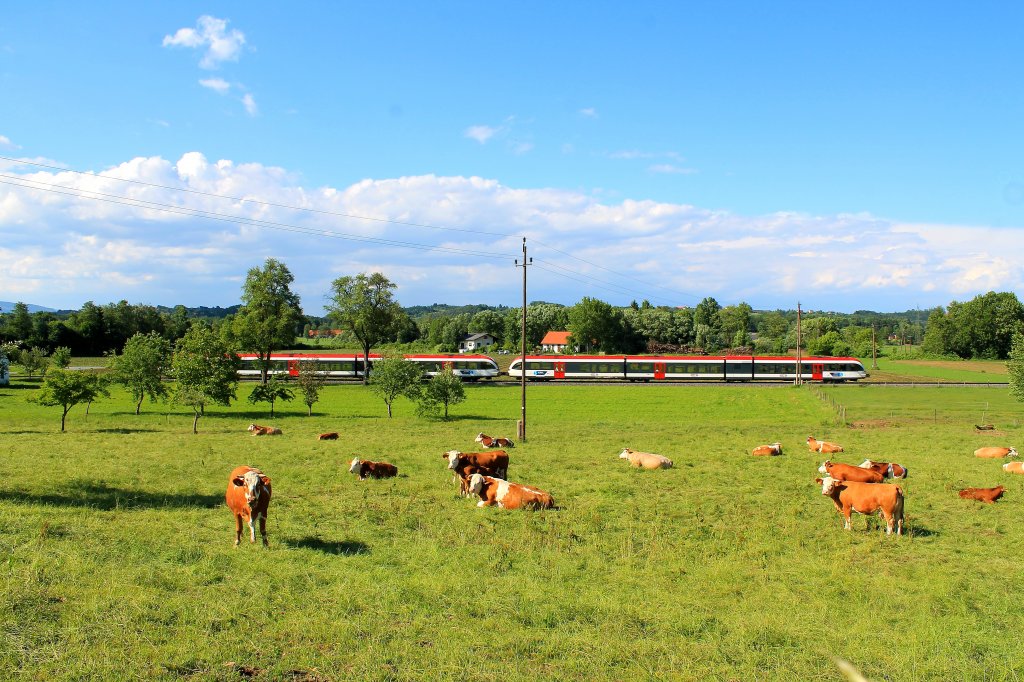 Oder nennen wir es doch besser Freidorfs next Top Muhli Kuh ??? 28.Mai 2013