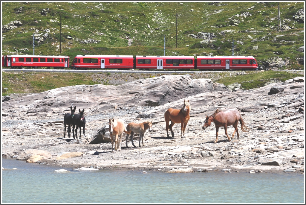 R1644 mit einem ABe 8/12 am Lago Bianco auf dem Berninapass. Ich bekam unerwarteten Besuch. Die Pferde und Maulesel waren perfekte Statisten fr meine Aufnahme. (11.08.2012)