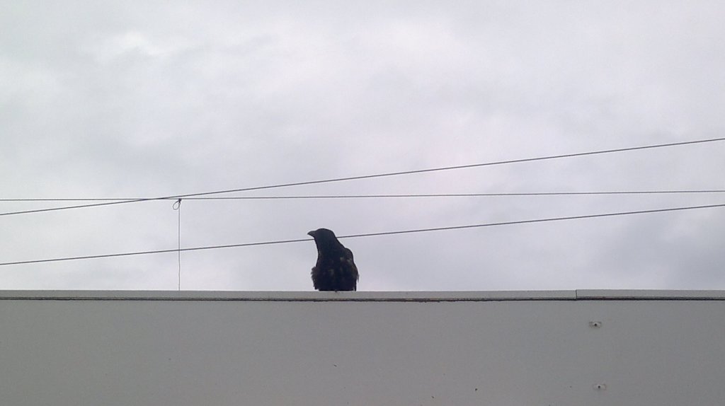 Rabe auf Bahnsteigdach in Hannover HBF, am 13.08.2011.