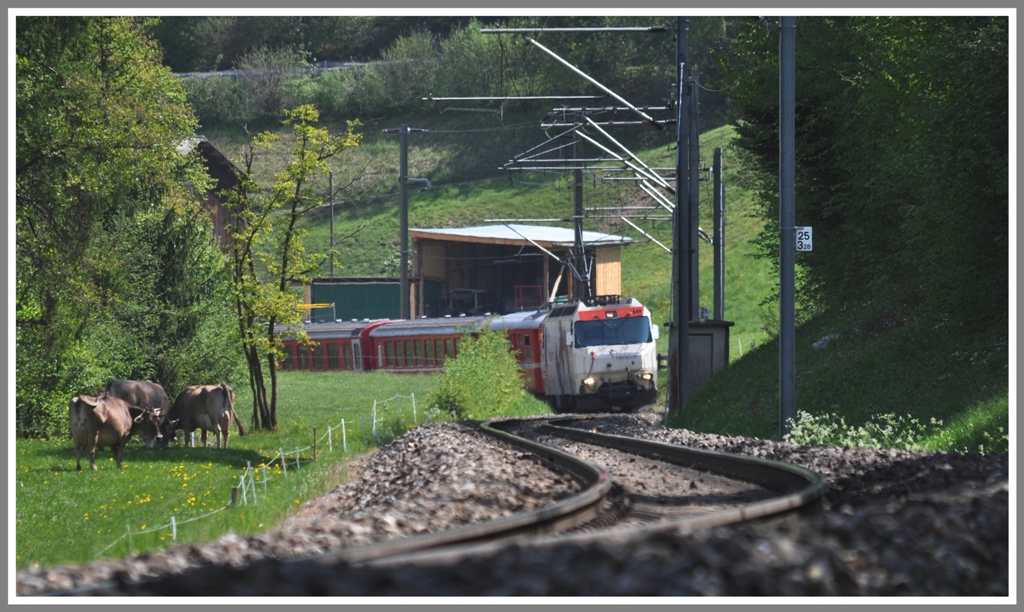 RE1137 mit Ge 4/4 III 649  Lavin  windet sich die erste grssere Steigung von Reichenau-Tamins nach Bonaduz hoch. (25.04.2011)