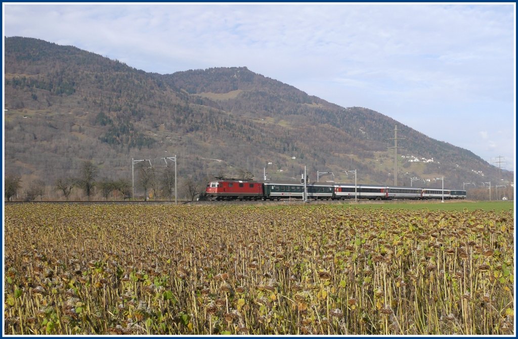 RE3809 mit Re 4/4 II passiert ein abgestorbenes Sonnenblumenfeld bei Zizers. Der Pizalun 1478m im Hintergrund ist ein markanter Felskopf, der ber eine Leiter erreicht wird und von wo man einen herrlichen Blick auf Landquart und Umgebung geniessen kann. (22.11.2009)