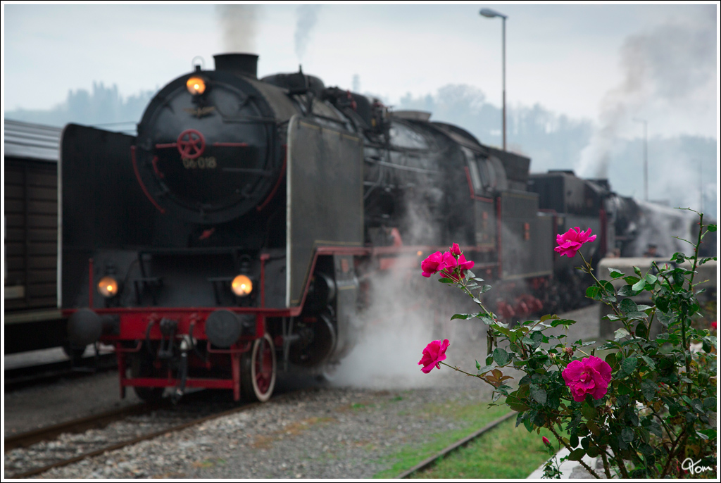 Red roses - Impression der SZ Dampfloks 06-018 & 33-037 kurz vor der Abfahrt in Nova Gorica.
10.11.2012