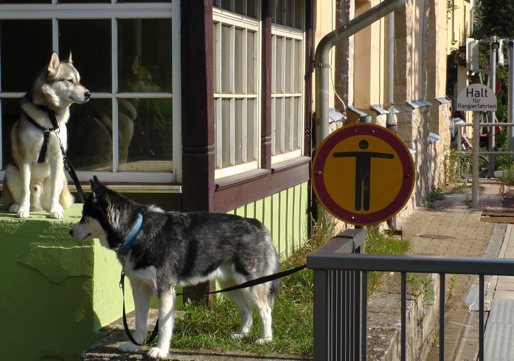 Relativ  ruhig und diszipliniert warten hier in Rathen die 2 Huskys auf die nchste S-Bahn in Richtung Dresden, am 16.09.2012 gegen 14:41 Uhr.
Selbst durch die 2 vorher relativ laut und schnell  durchfahrenden Zge lieen sie sich kaum aus der Ruhe bringen.