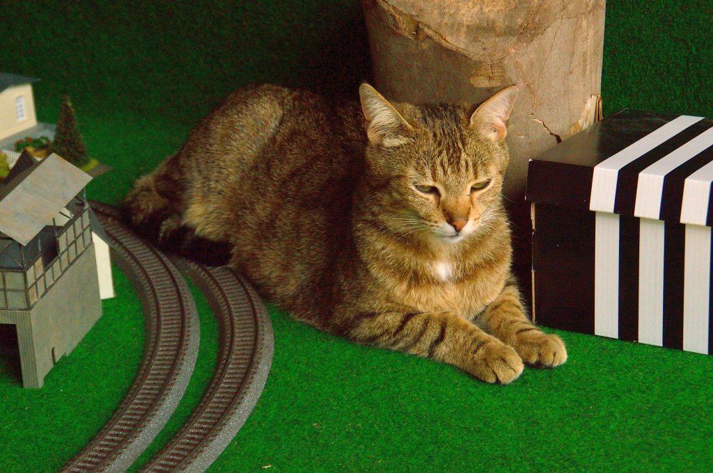 Riesenkatze blockiert Bahnstrecke! Oder so hnlich stnde es wohl in der Zeitung mit den vier groen Buchstaben. Paula jedenfalls war der Meinung das Nico und ich ja was anderes machen knnten als mit der Modellbahn fahren.30.5.2013