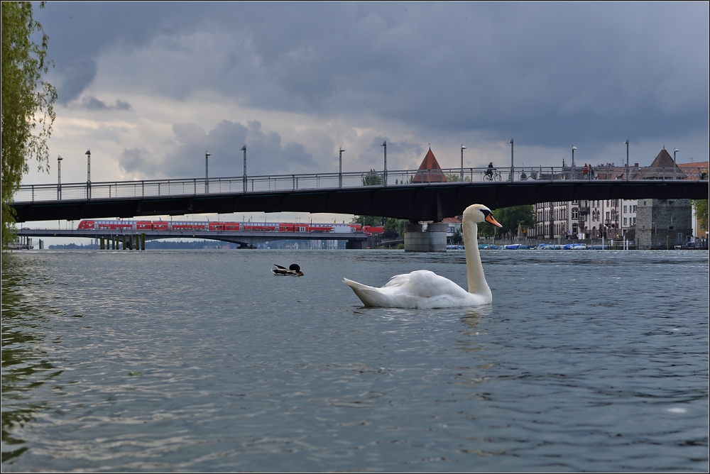 Schwan mit Schwarzwaldbahn. 

Nach anfnglicher Randale, Opfer war meine Fototasche, lie er sich halb beleidigt doch noch zur Mitarbeit berreden. Konstanz, Juni 2013