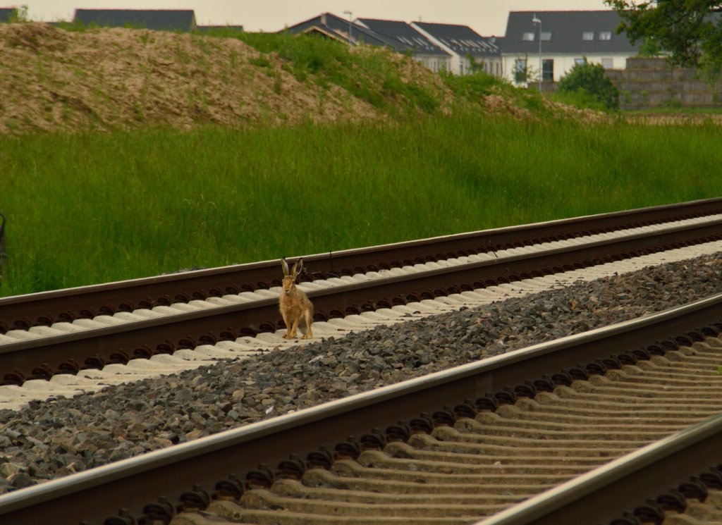 Schwellensitztest!!!! Ja ne sind etwas hart. Hase auf dem Richtungsgleis nach Kln der Kbs 495 unweit vom HP Allerheiligen. 25.5.2013