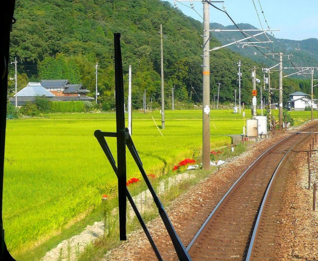 Serie 111/113 auf der Sanyô-Magistrale: Blick auf die reifen Reisfelder durch die verglaste Führerstandrückwand des Steuerwagens KUHA 111-5704 zwischen Yoshinaga und Mitsuishi. Man könnte die Strecke von Okayama nach Aioi statt in 1 Std. 7 Min. auf der Stammlinie auch in 20 Minuten mit dem Shinkansen durchschiessen, dann aber fast vollständig im Tunnel... 21.September 2009. 
