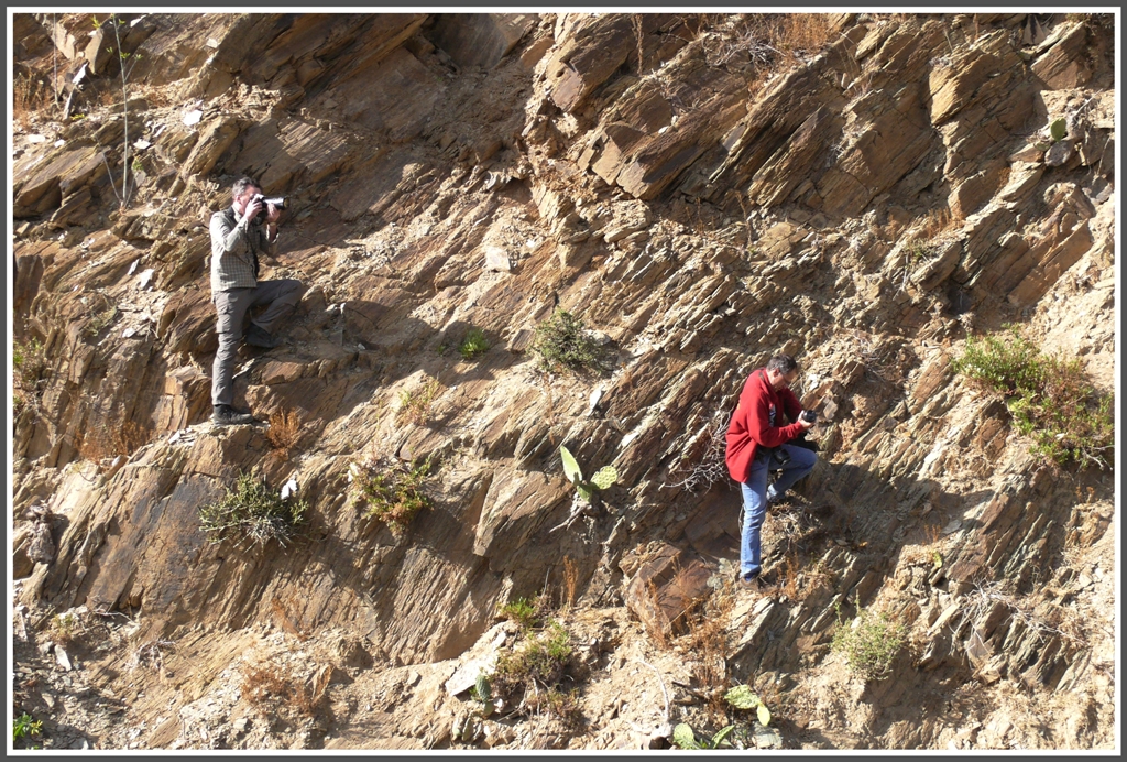 Sie benehmen sich wie die Bndner Steinbcke, um in eine gute Schussposition zu gelangen. An einer Felswand irgendwo zwischen Arbaroba und Shegerini. (02.02.2012)