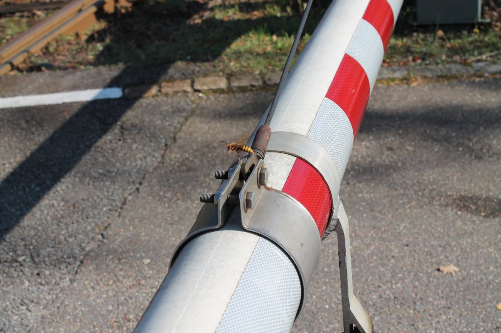 Sogar diese Wespe wartet an der Schranke, bis der Zug vorbei ist. Augenommen am 16.10. in Schiltach.