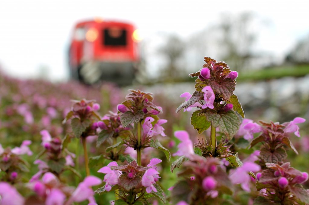 Sonderfahrt zur lmhle Herbersdorf mit MK48.2019 am 20.04.2013. Saisonstart fr den  Flascherlzug ist nchsten Samstag dem 27.April mit der Planmigen Abfahrt um 15:00