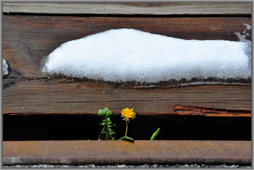 Stilleben am Rampengleis in Bonaduz. (21.04.2013)