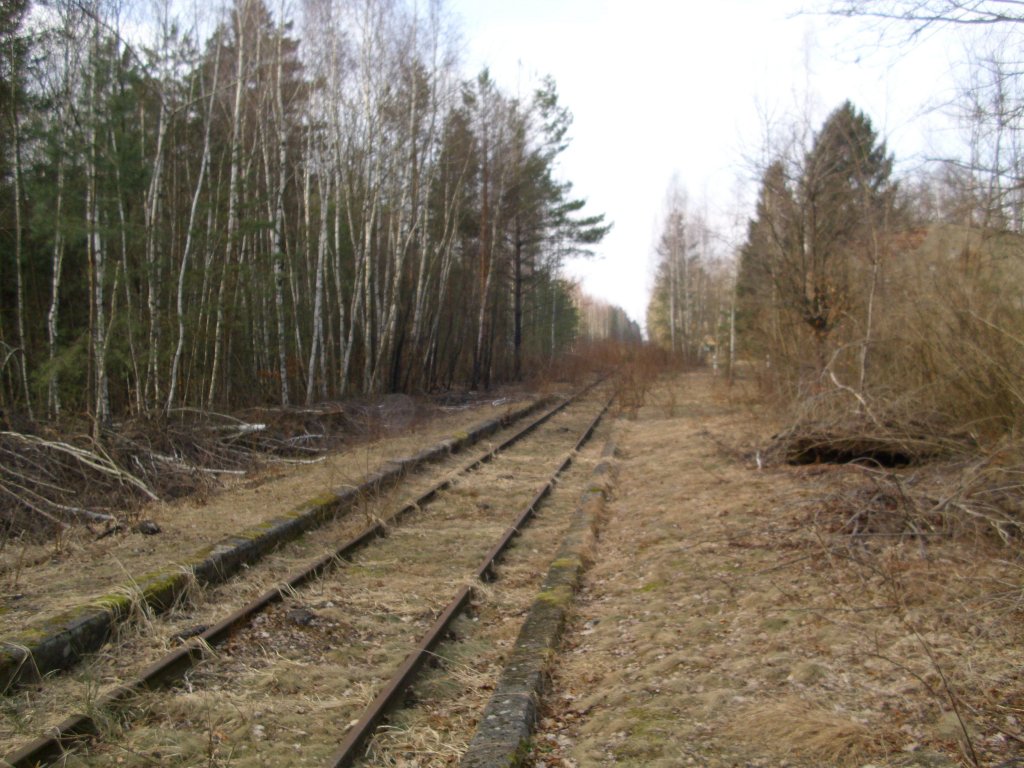 Stillgelegte Schipkau-Finsterwalder Eisenbahn am 09.03.2011