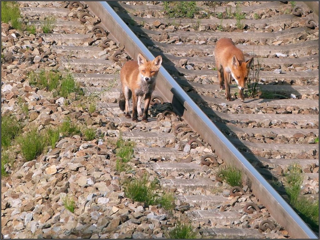 Streckeninspektion mal anders.Bei Botzelaer auf der Montzenroute waren die zwei 
Streckenposten unterwegs und wollten wissen was der oben mit der Kamera macht.
Belgien im August 2012.